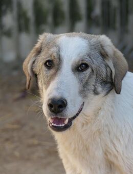 HELMI - wunderschöner, schüchterner Rüde - Kallmünz