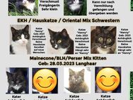 BKH BLH Perser Maincone Oriental Mix 2 Kitten u. 5 Katzen suchen ein neues Zuhause - Moormerland