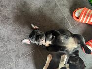 Bulldoggen Mischlings Welpen suchen ein liebevolles Zuhause - Altenkunstadt