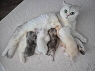 Britisch Kurzhaar - Kitten - Hannover Misburg-Anderten