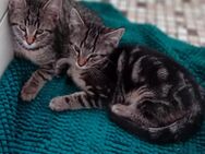 4 süße BKK Kitten suchen liebevolles Zuhause - Wiesbaden