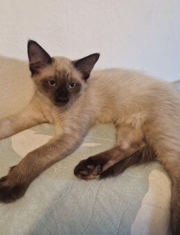 Reinrassige Siamkitten - Schwetzingen