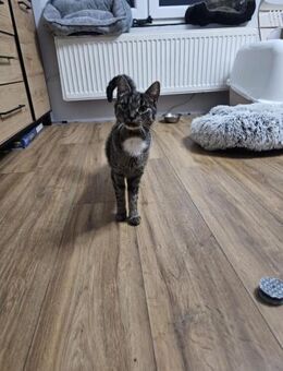 Kollo- Sucht bevorzugt Einzelplatz - Hochheim (Main)