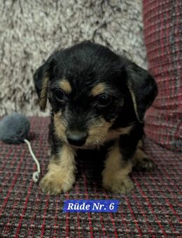 Prager Rattler- Terrier mix Welpen - Fehrbellin