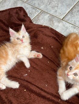 Maine Coon Kitten reinrassig - Nettersheim