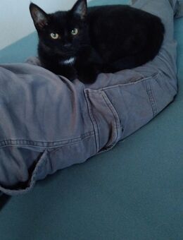 5 manate alte Katzen geschwister - Dortmund