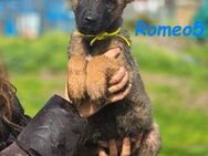 Romeo5 bereit für die gr Welt 11/24 - Ruppertsecken