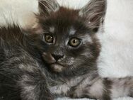 Maine Coon Kätzchen Reinrassige - München
