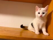 Kitten - Büren