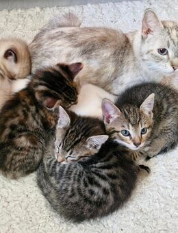 Babykatze Thai Silver Tabby gemischt - Gevelsberg