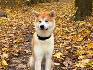 Akita inu , japanischer Akita, elf Monaten, mit Genealogie - Köln