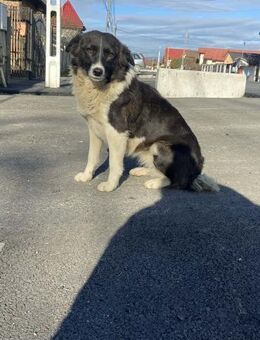 Mia - liebenswerte Border Collie Hündin - Schlitz