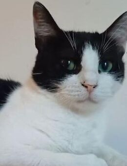 NOTFALL❣️kleine Pixie❣️ - Eislingen (Fils)