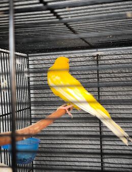 Kanarienvögel mit Käfig und Zubehör - Ludwigshafen (Rhein)