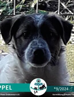 SEPPEL - geb. 09/2024 - Leimen (Baden-Württemberg)