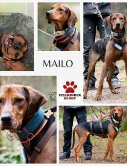 Noah / Mailo Bracke Mischling Rüde - Margetshöchheim