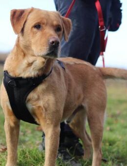 Roki 💗 lieber,verschmuster Familienhund - Hamburg