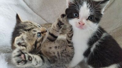 BKH Blue White Bicolor Kitten