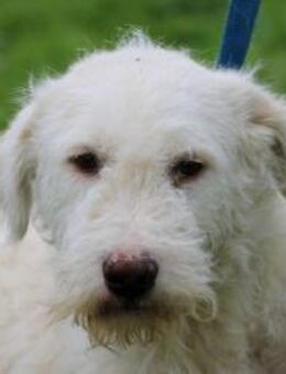 Yolando - hübscher Wuschel - Lohra