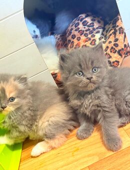 🐾 Britisch Langhaar Kitten suchen liebevolle Zuhause (nicht nach draußen!) 🐾 - Oberhausen
