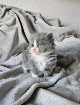Bildschöne BKH Kitten Britisch Kurzhaar - Erfurt