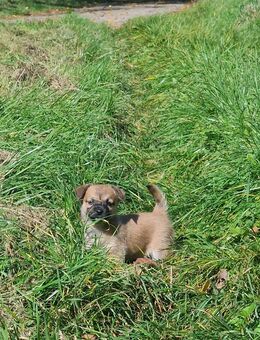 Jack Russell Welpen Weibchen+Rüde - Kandern