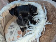 Welpen Chihuahua zu verkaufen - Pforzheim