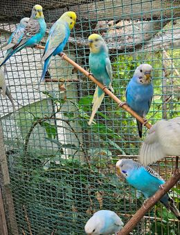 Wellensittich Regenbogen 🌈 jung und alt vom Züchter direkt DKB - Wiesbaden