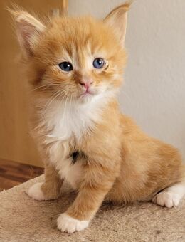 Maine Coone Mix Kitten - Bremerhaven