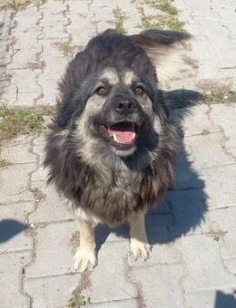 MARA - Gnadenbrotplatz gesucht - Weilheim (Oberbayern)