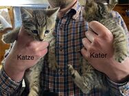 2 süße Kitten EKH in gute Hände abzugeben - Königsberg (Bayern)