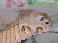 4 junge Rennmaus-Mädchen (8 Wochen) suchen ein liebevolles Zuhause - Weinheim