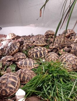Griechische Landschildkröten NZ von 2024 abzugeben - Bad Pyrmont Zentrum