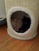 Kitten suchen neues Zuhause in 41464