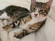 Kitten BKH Mix - Rosenthal