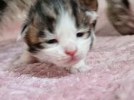 Reinrassige Prächtige Main Coon Kitten aus XXl Linie - Löwenstein