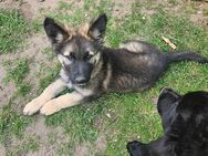 Schäferhund Welpe - Rüde