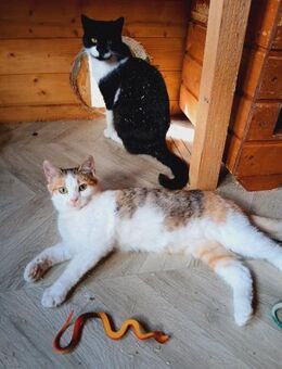💖 Zauberhafte Arya 💖 - Eislingen (Fils)