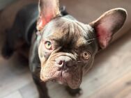 Französische Bulldogge Schoko Rüde 8 Monate - Essen