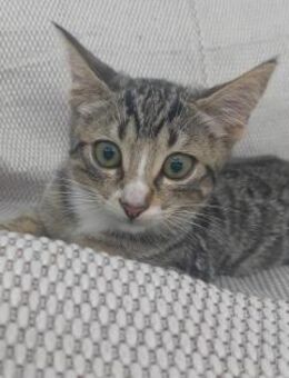 Ursula aus dem Tierschutz - Grevenbroich