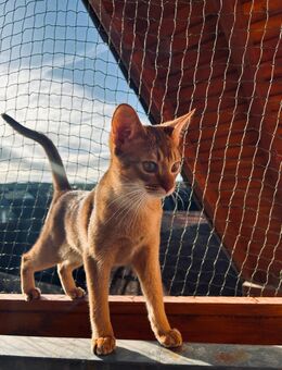 Abessinierkatze Reinrassig - Teningen
