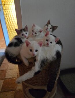 Noch 1 Katze kitten sucht Anfang Oktober ein neues zu Hause - Dresden