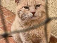 Hübscher Kater Elvis 4-5 Jahre - Stelle