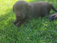 Reinrassige Labrador Welpen in Schoko suchen Ihr Zuhause - Nienburg (Weser)