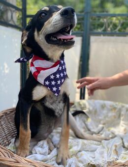 Mia: Zarte Hundeseele sucht Zuhause - Neustadt (Rübenberge)