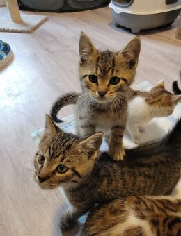 Kitten suchen neues Zuhause - Hingstheide