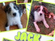 Süßer Jack wartet aufs Happyend! - Nürnberg