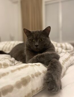 Zwei liebevolle Kater suchen gemeinsam ein neues Zuhause - Bremen