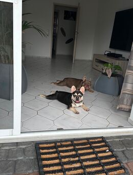 Französische Bulldogge, Fridolin, in gute Hände abzugebeb - Eppertshausen