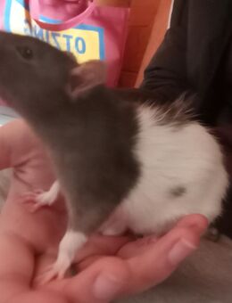 ratte Männchen - Plattling